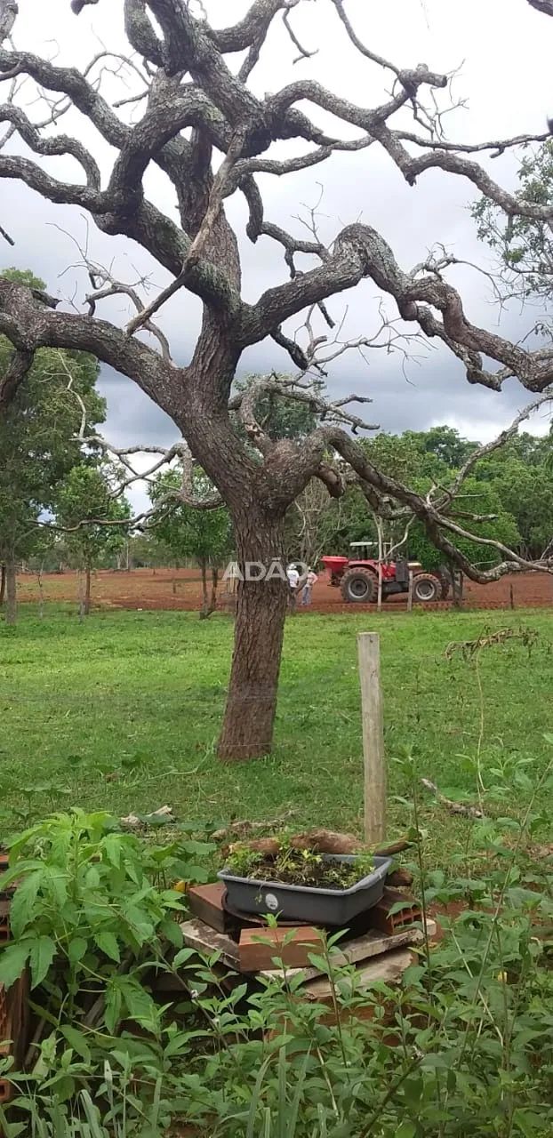 Fazenda Amorinopolis 7 Alqueires - Foto 5