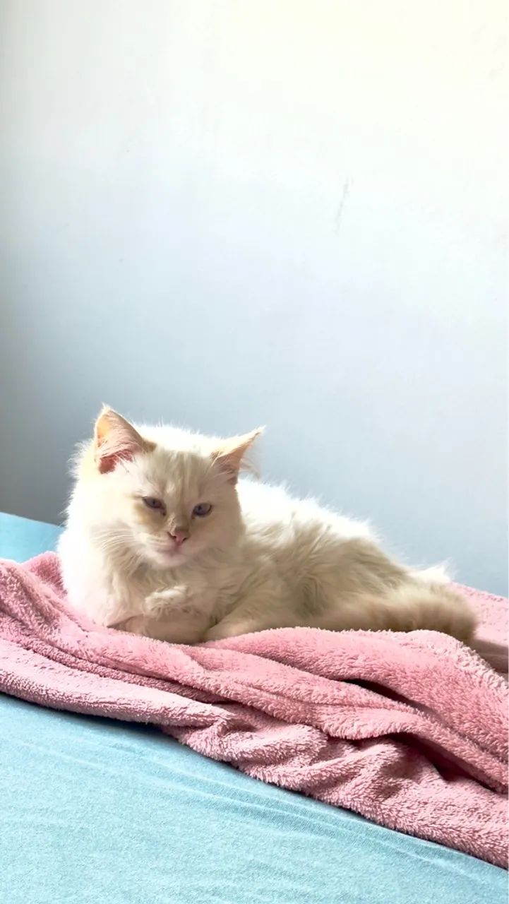 Femea de 4 meses super brincalhona  - Foto 3