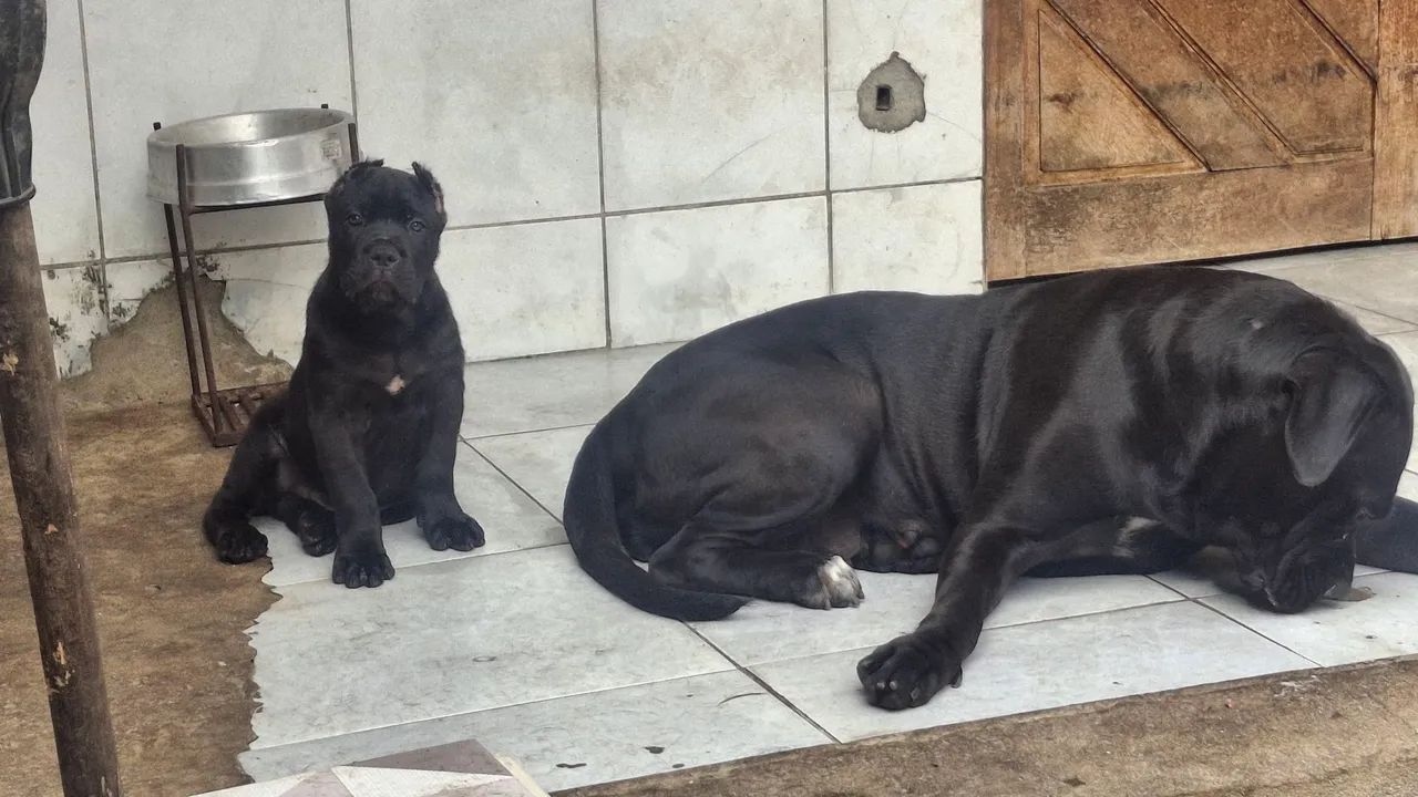Cane corso  - Foto 3