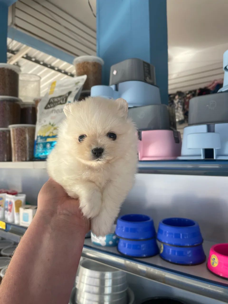 Spitz alemão macho anao $2.300,00 - Foto 3