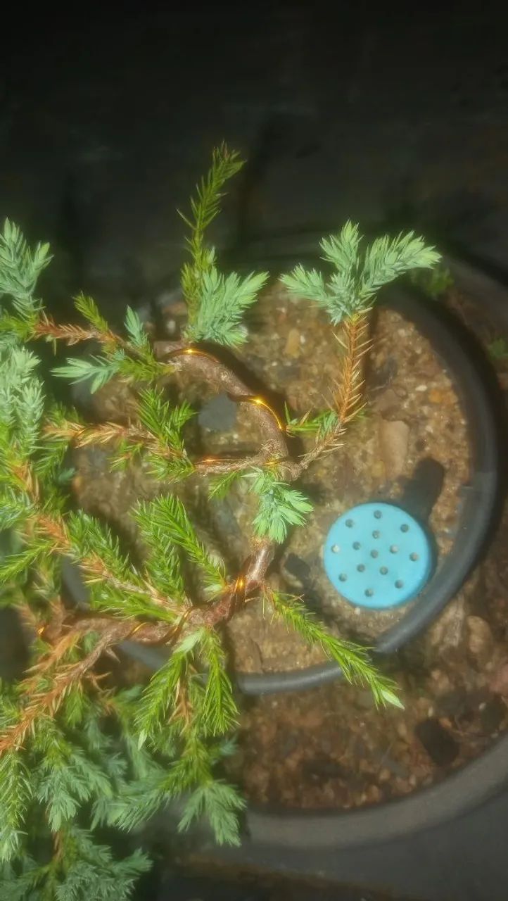 Juníperus procumbens Pré-Bonsai - Foto 2
