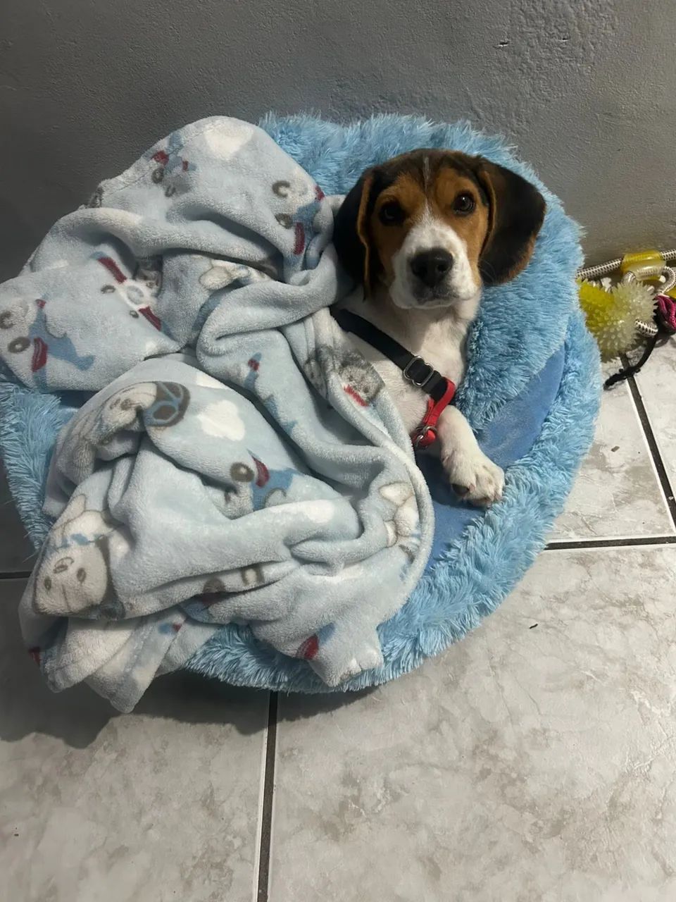 Cachorro beagle  - Foto 2
