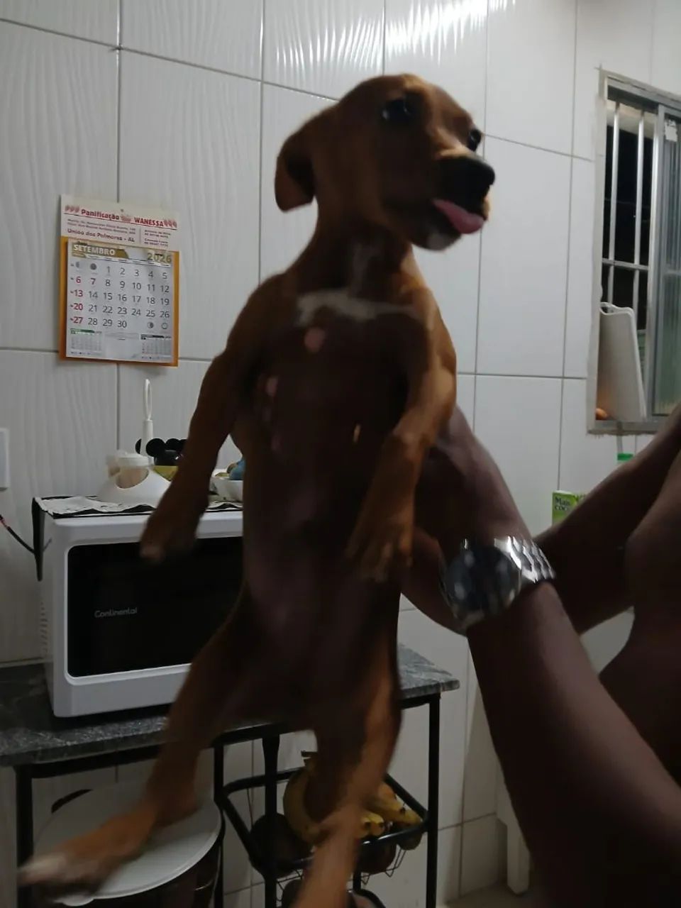 Cachorro pintsher macho - Foto 3
