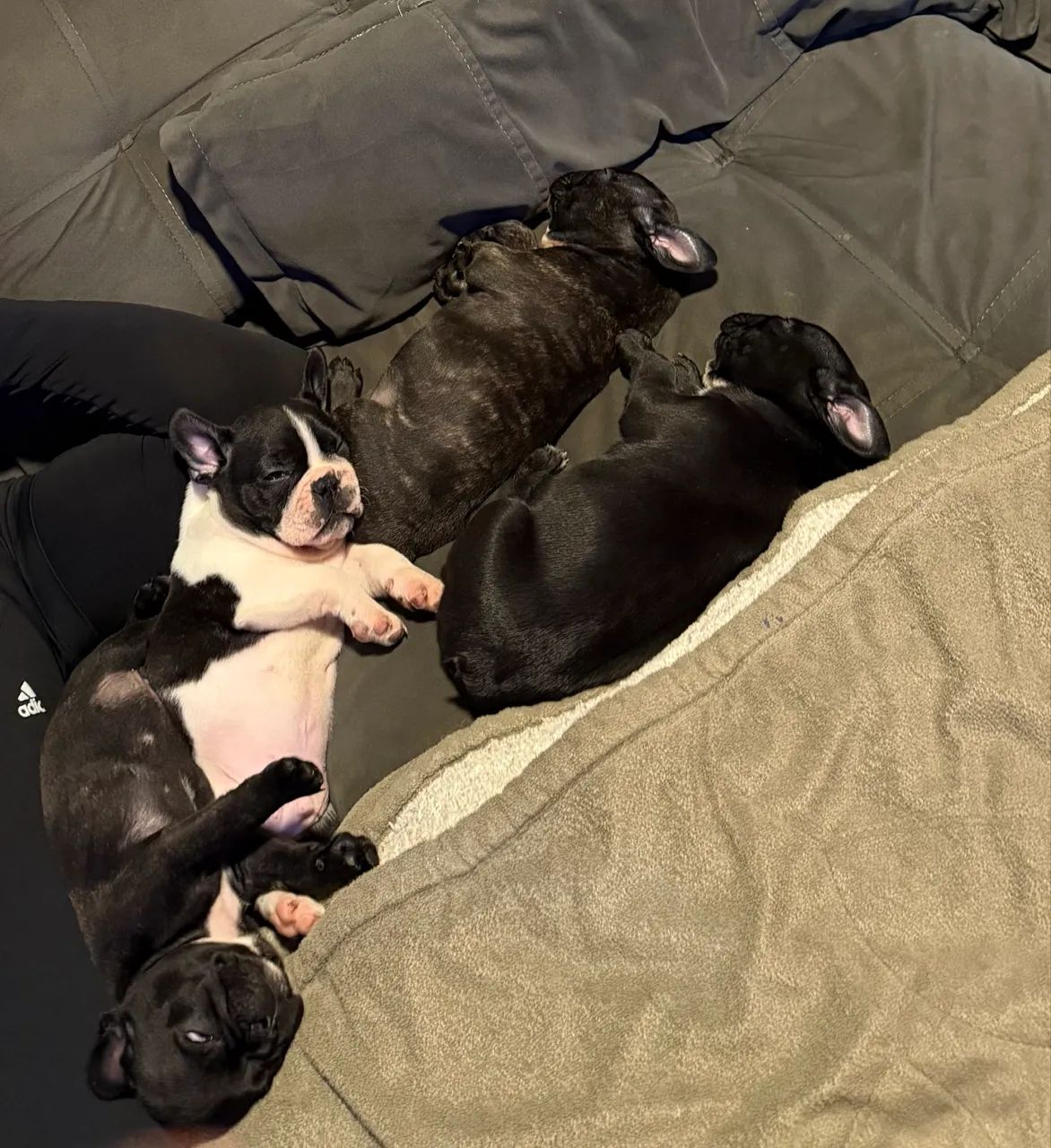 Bulldog Francês 