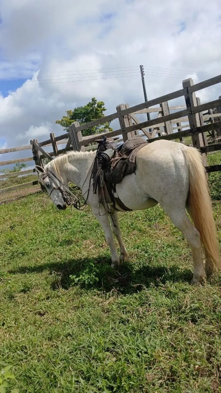 Vende-se cavalo