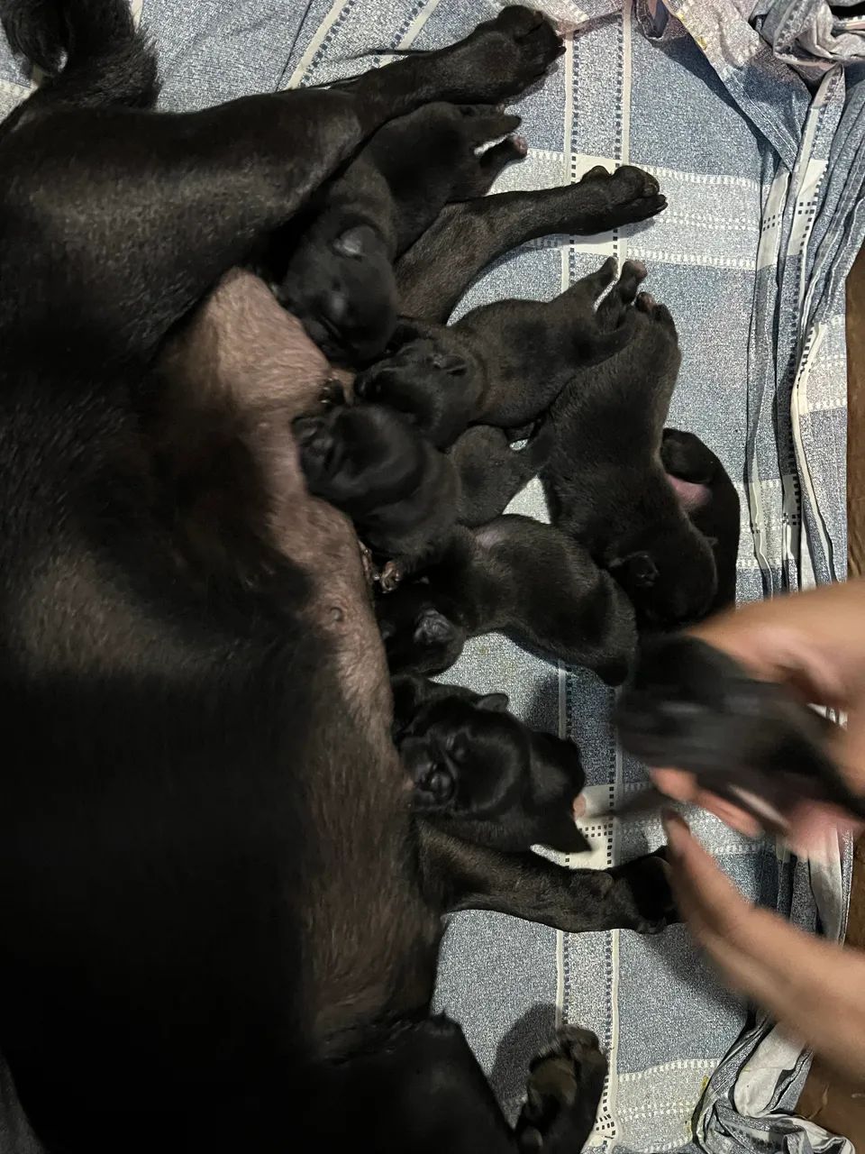 Filhote de PUG - Foto 3