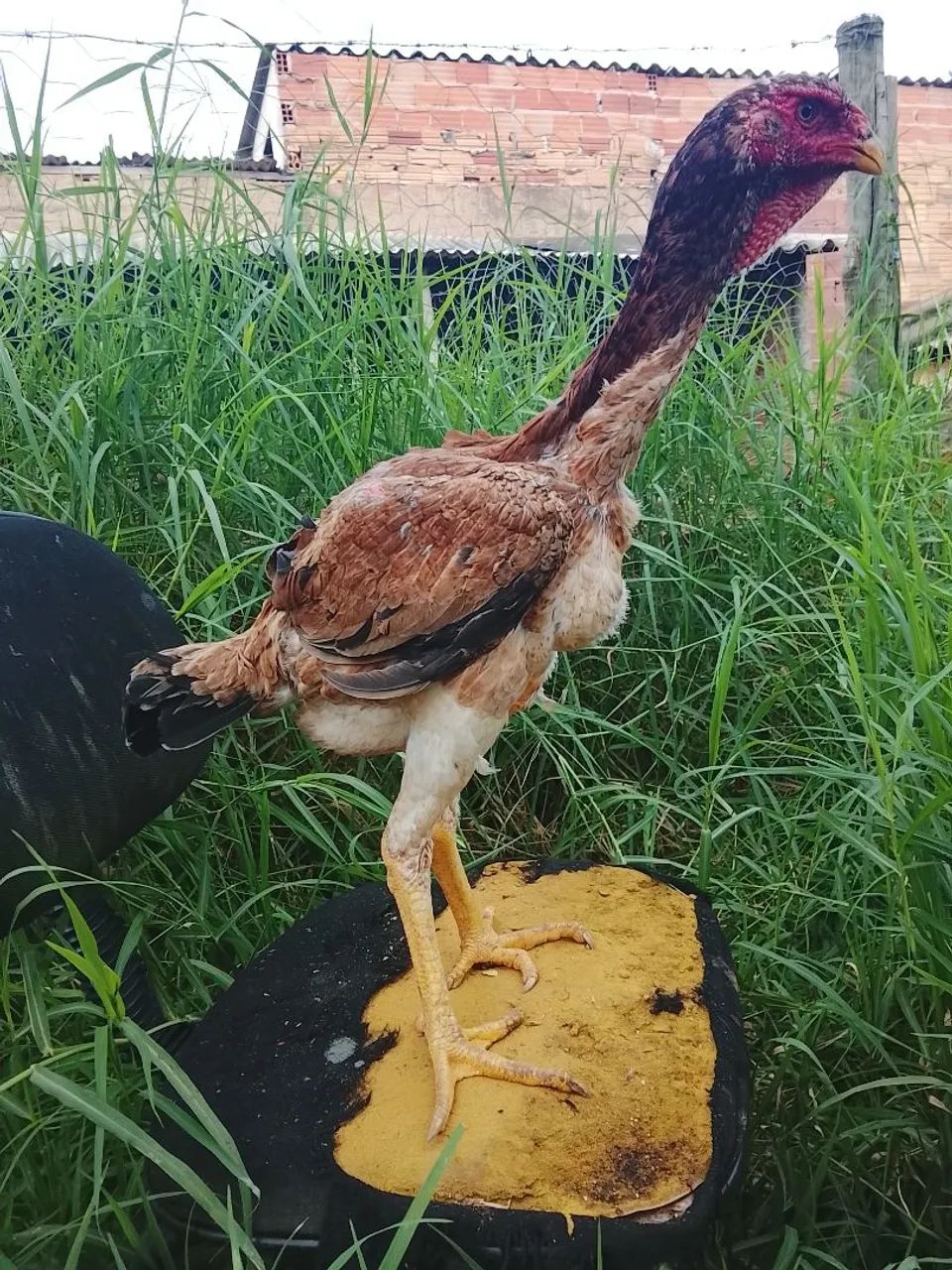 Índio gigante  - Foto 3