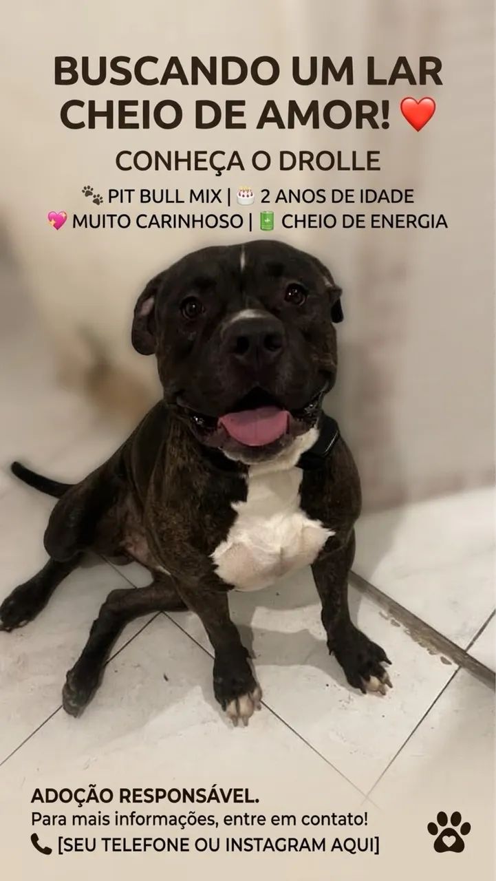 Pit Bull doação responsável