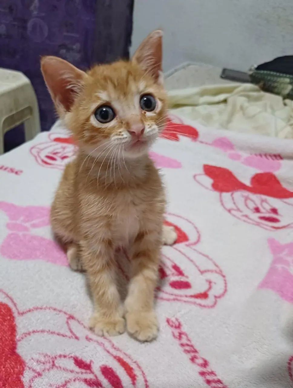 Gatinha filhote para adoção responsável  - Foto 3