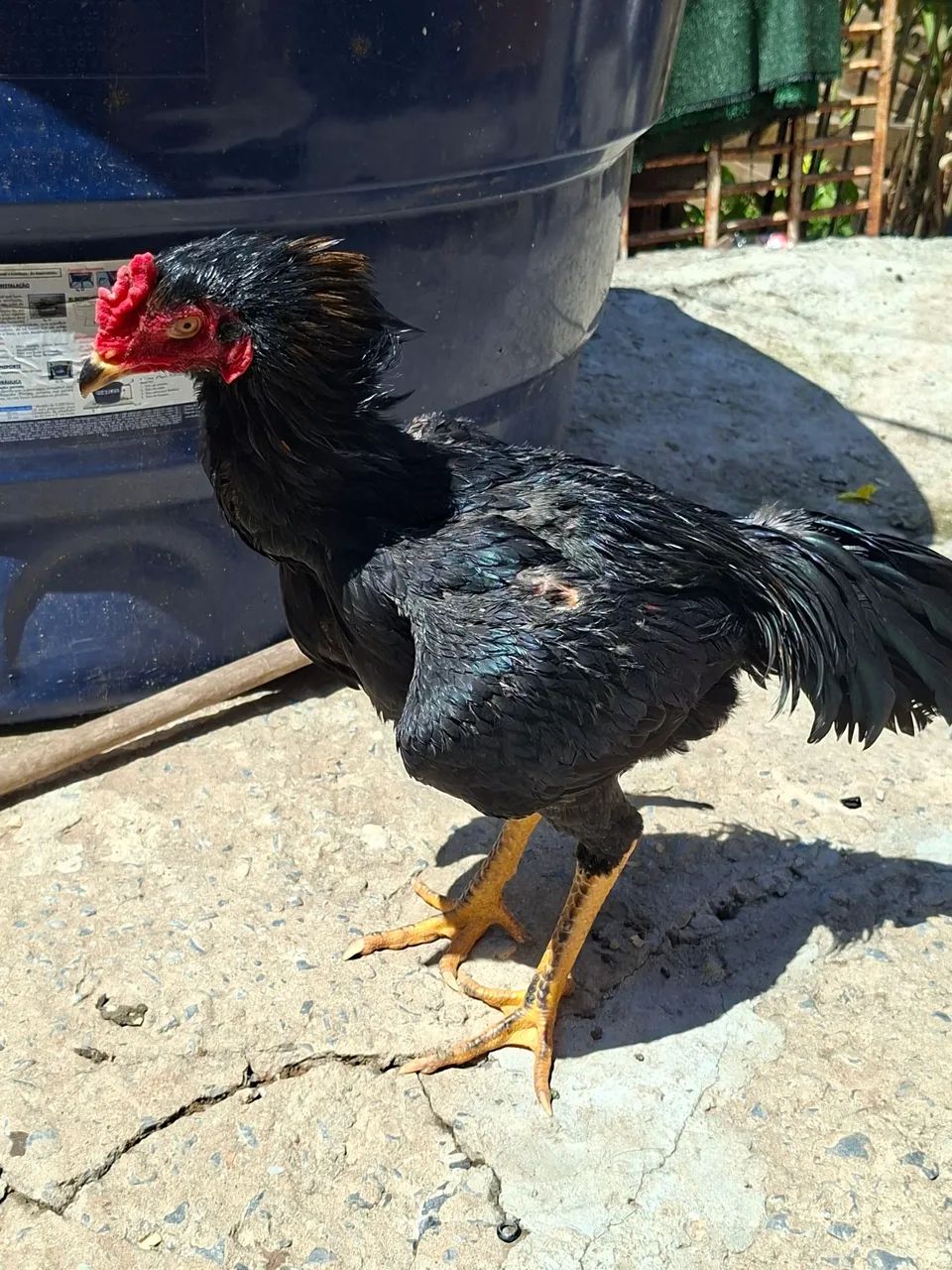 Frango Índio  - Foto 3