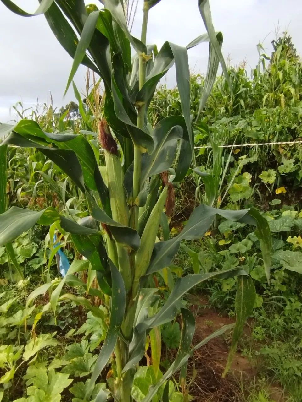 50- espigas de milho verde 