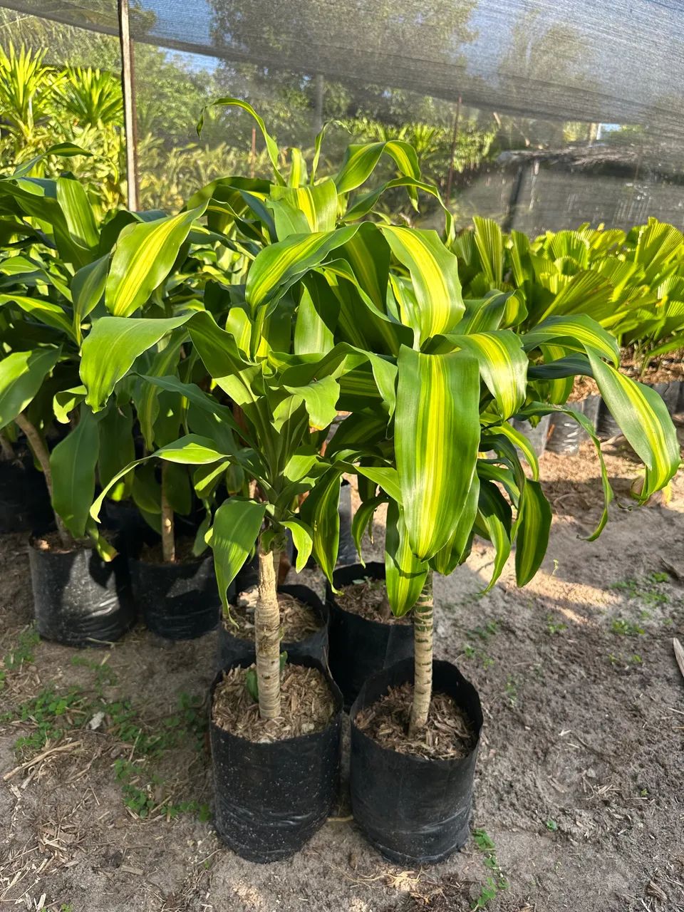Muda de Dracena arbórea