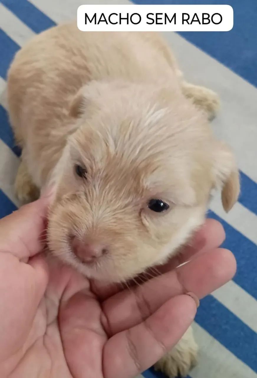 Poodle 300 - Foto 4