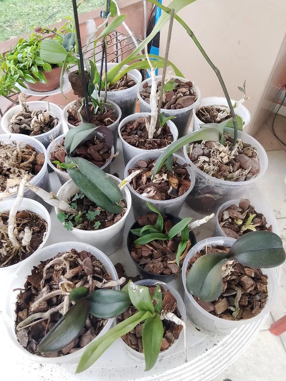 Plantas  - Foto 5