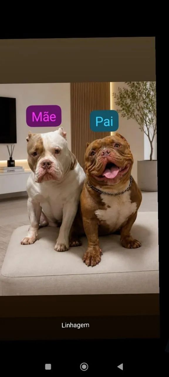 Filhotes de American Bully - Foto 4