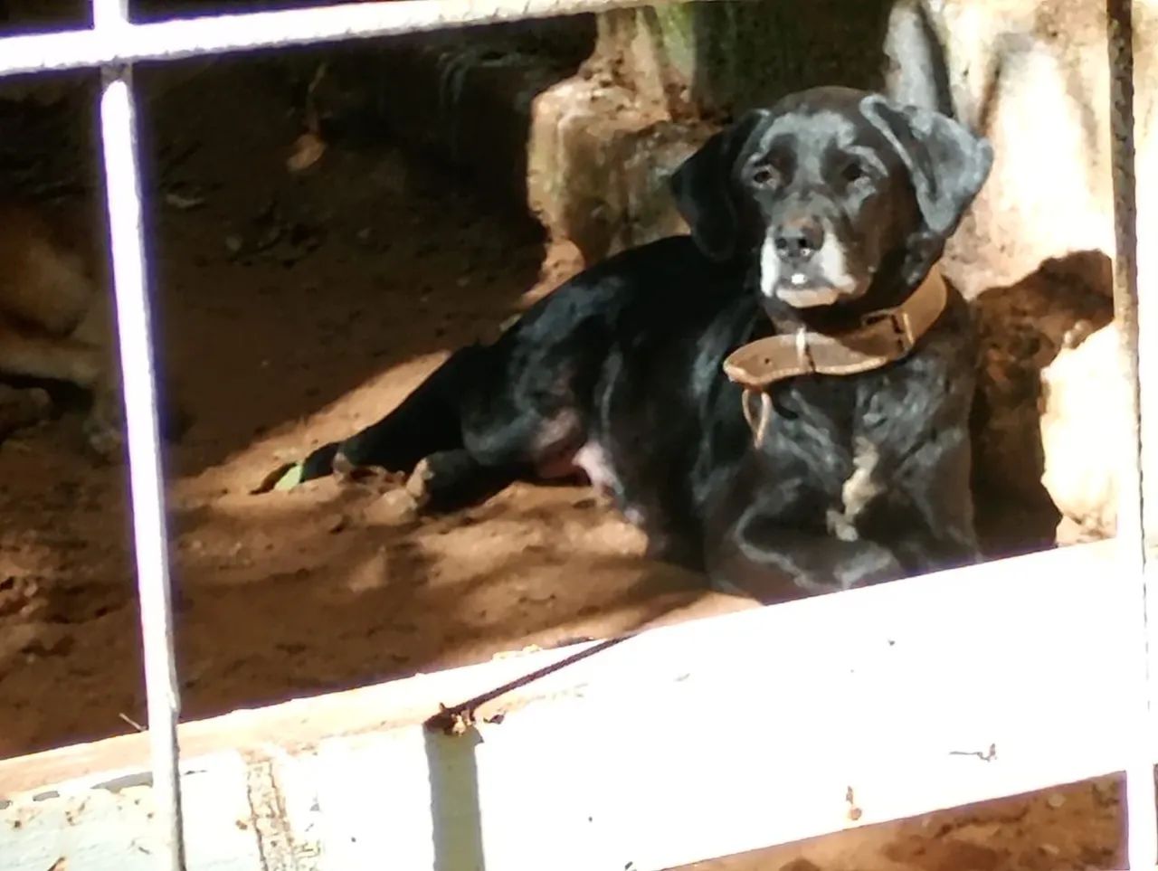 Macho - Porte M/G - 2,5 meses - Labrador + Fila - Foto 3