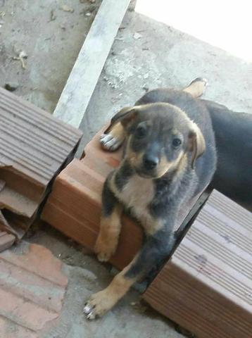 Cachorrinhos para doação. cadelas lindas