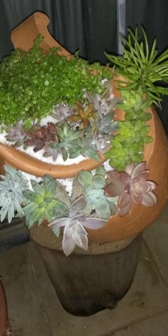 Terrário 200reais - Foto 2
