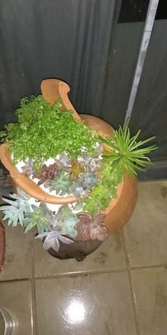Terrário 200reais
