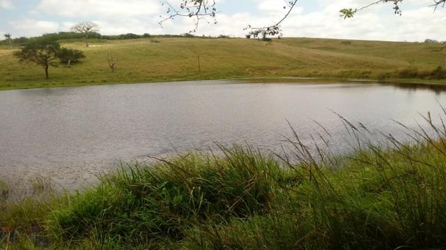 Sairé=Vend-25 mil por Hect. Fazenda com 200 Hectares-Pronta pra Criar Gado - Foto 12
