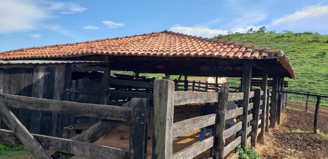 Fazenda 307 hectares localizada na Região sudene em Itambacuri, Leste de Minas Gerais - Foto 4