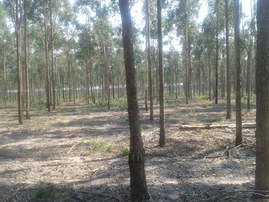 160 hectares,45 hectares eucaliptos, região de reserva do cabaçal- MT, Ocasião - Foto 4
