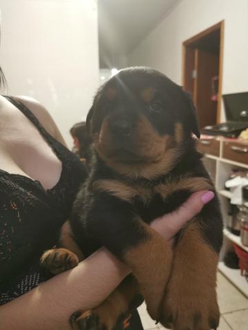 Filhotes de Rottweiler Fêmea - Foto 3