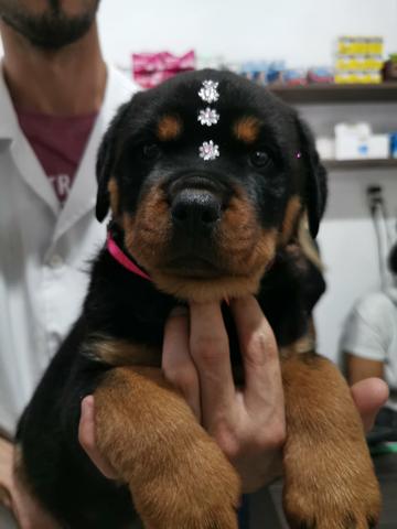 Filhotes de Rottweiler Fêmea
