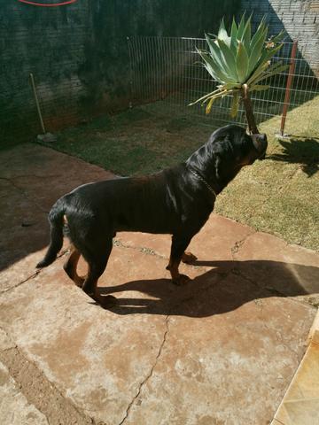 Filhotes de Rottweiler Fêmea - Foto 5