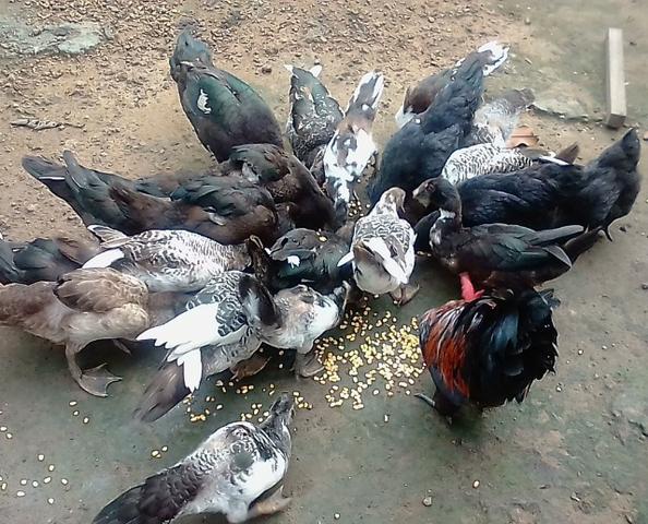 Patos