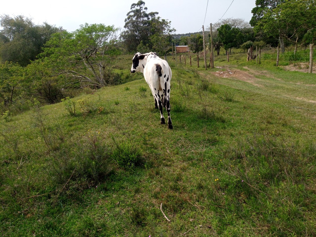 Vaca 2 cria cm uma linda novilha barbada - Foto 6
