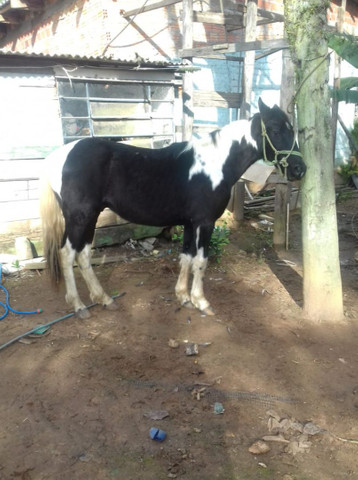 Potro