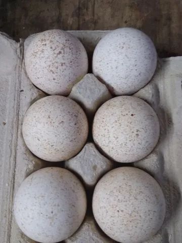 Vende-se galos ovos de perua galados. 