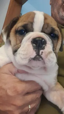 Bulldog ingles preto  +24 anúncios na OLX Brasil