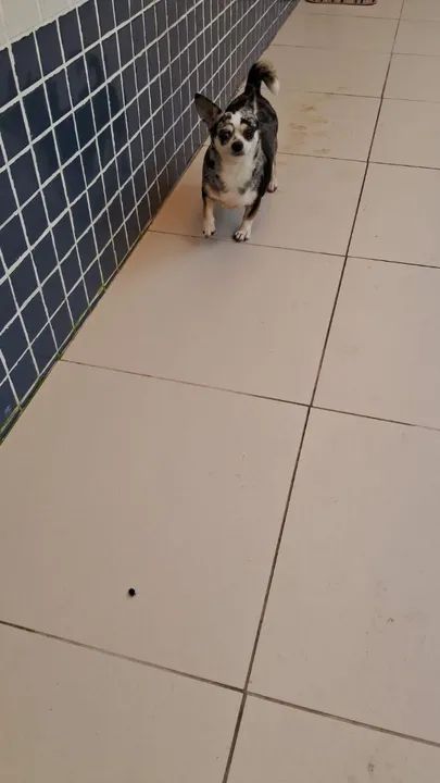 Chihuahua fêmea - Foto 3