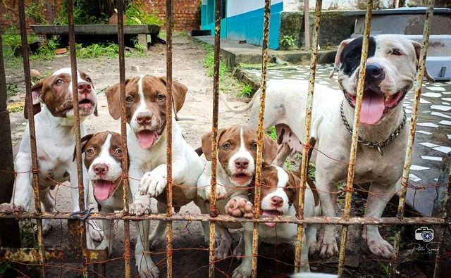 Carta feminina filhote de cachorro imprimir jeans estilo americano