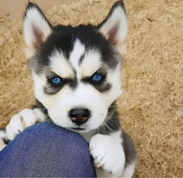 Husky Siberiano todos pedigree e garantias, vacinado com v8