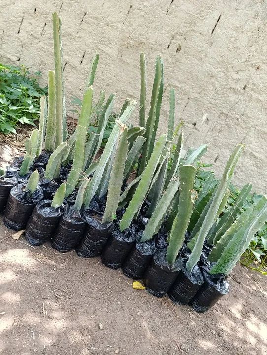 Mudas de Pitaya Vermelha - já com flores  - Foto 3