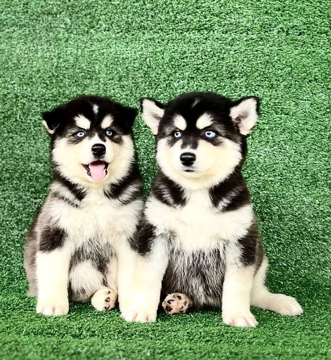 Husky marrom macho - Foto 3
