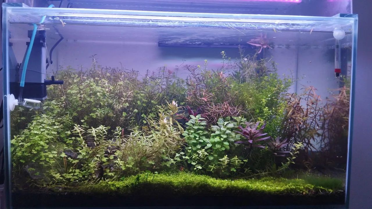 Aquário Plantado Completo