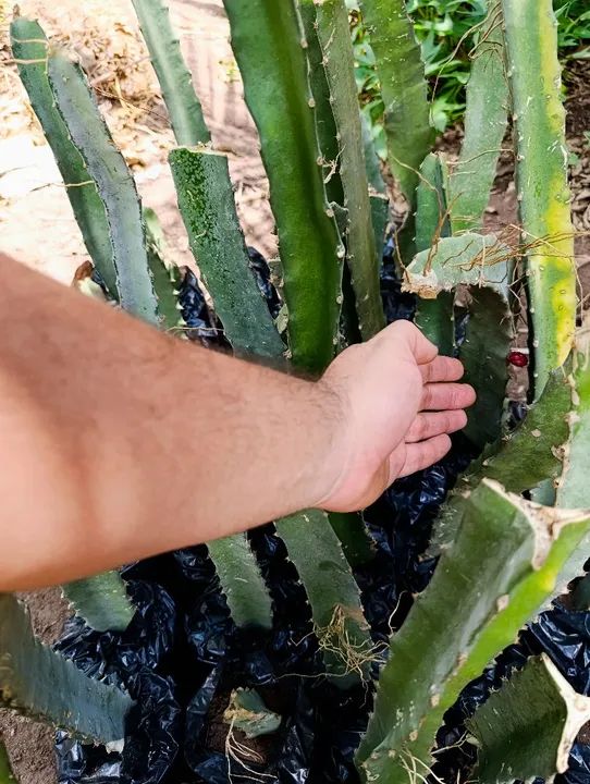 Mudas de Pitaya Vermelha - já com flores  - Foto 4
