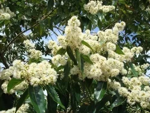 Mudas de eucalipto toleriana - Foto 5