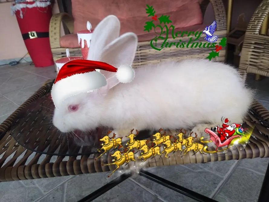 Filhote de coelho gigante de frandres