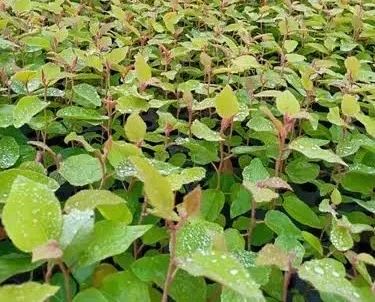 Mudas de eucalipto toleriana - Foto 2