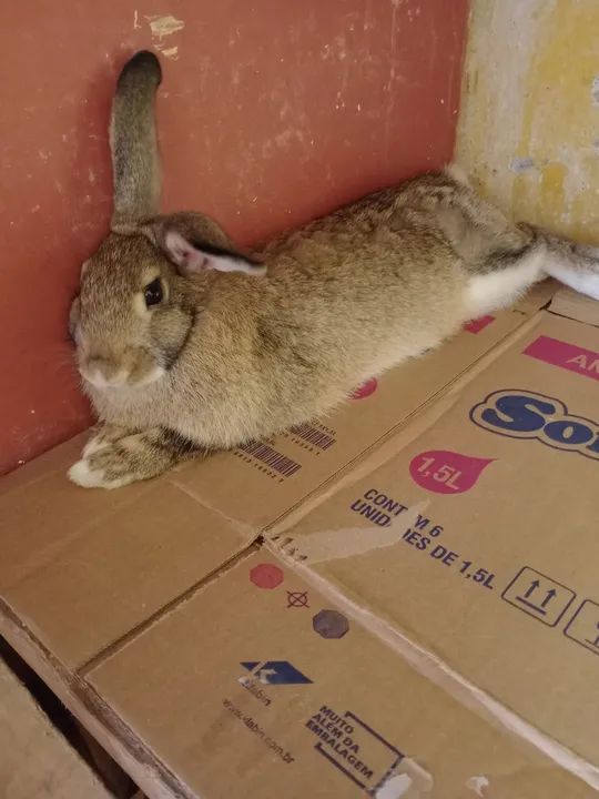 Coelhos Adultos  - Foto 2