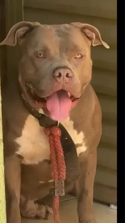 Pitbull disponível para cobertura,procura uma namorada 