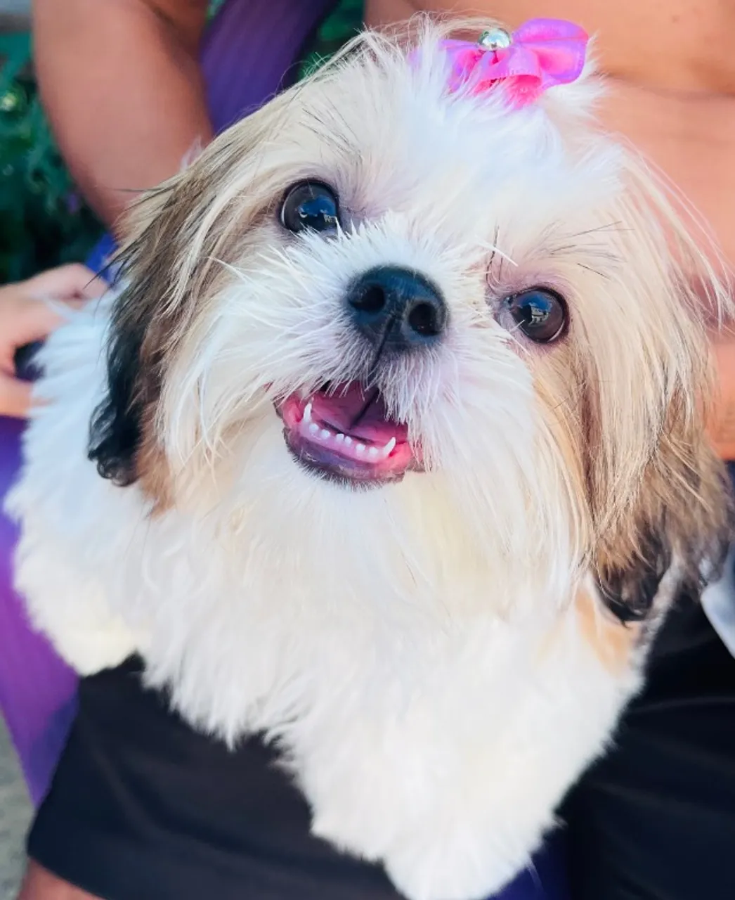 Vendo shih tzu fêmea