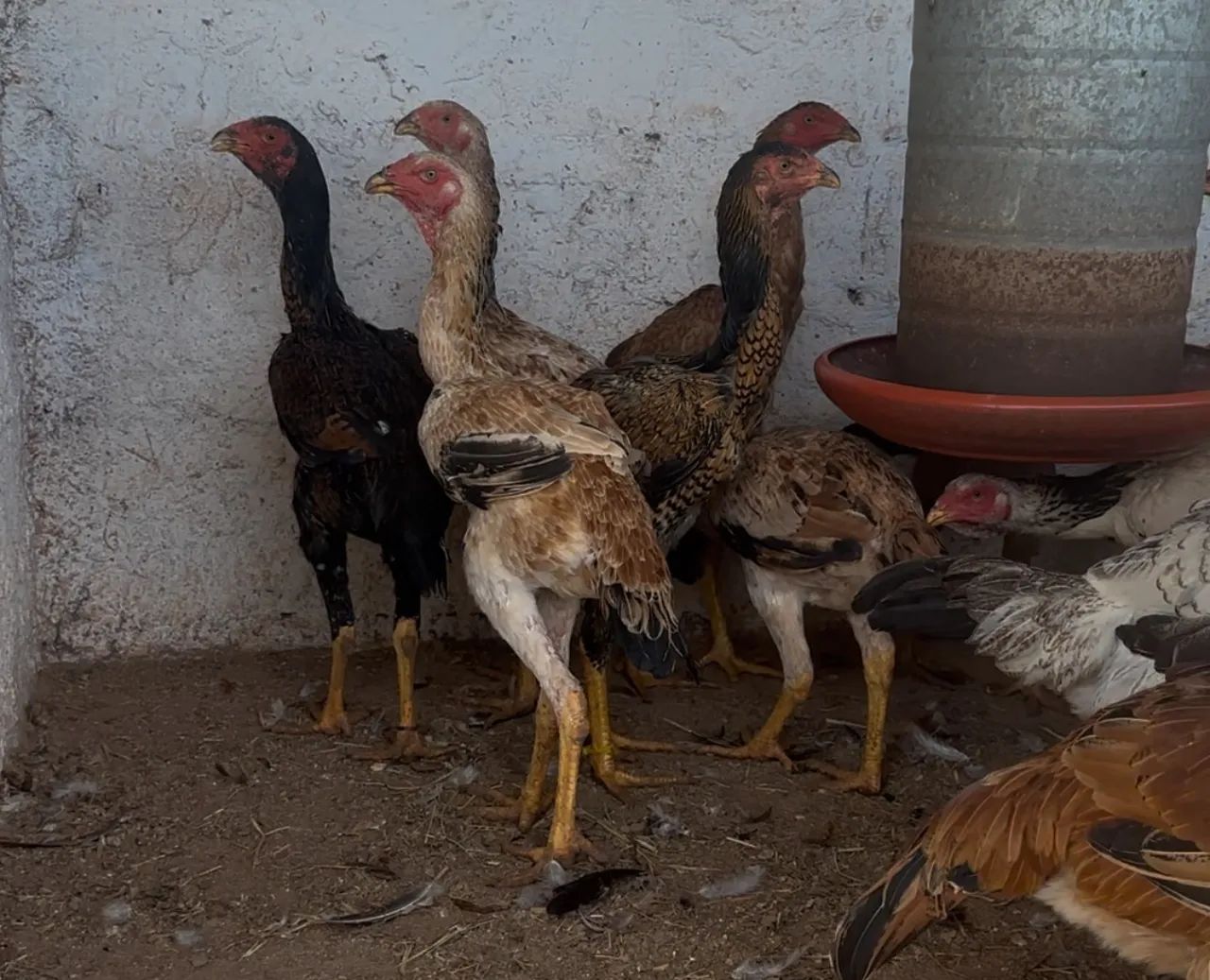 Venda Permanente de Frangos e Frangas da Raça Índio Gigante 
