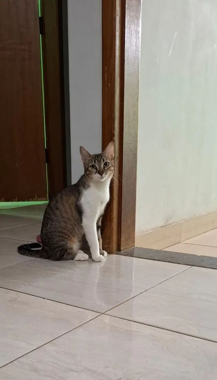 Doação de gata linda e castrada - Foto 2