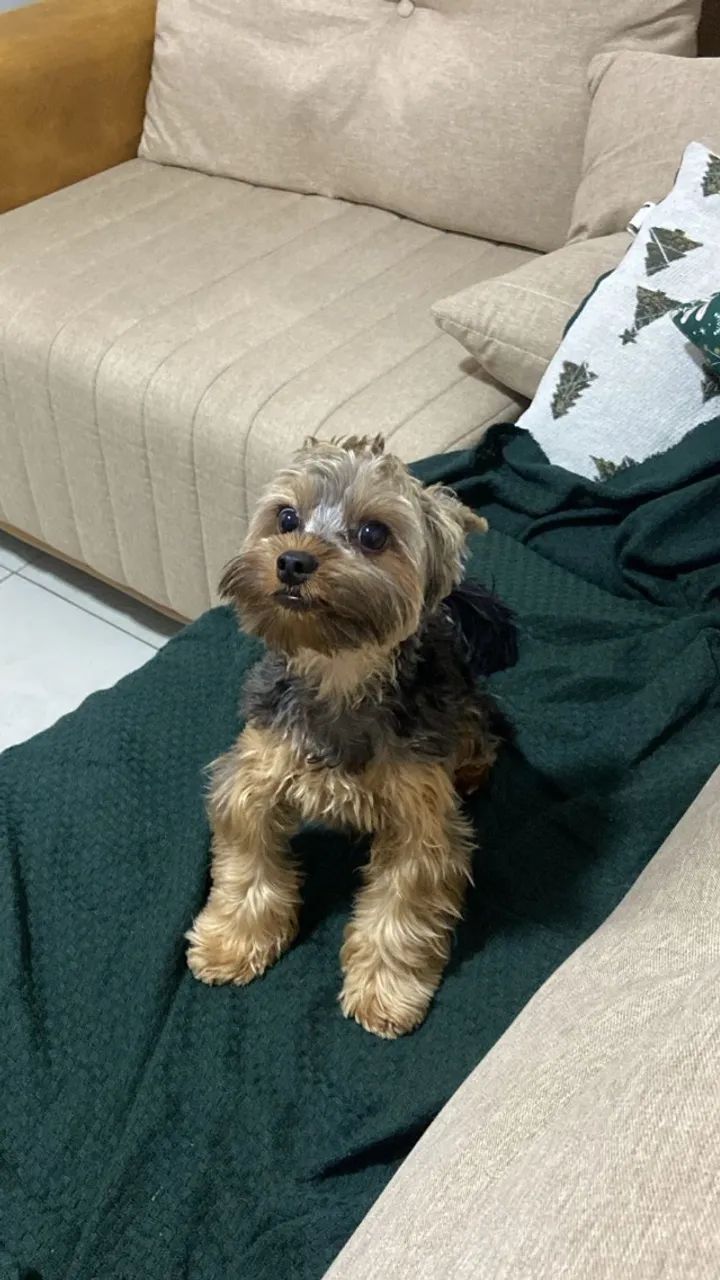 Yorkshire macho para acasalar 